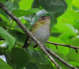Photo 3/4 of Red-eyed Vireo (Vireo olivaceus)