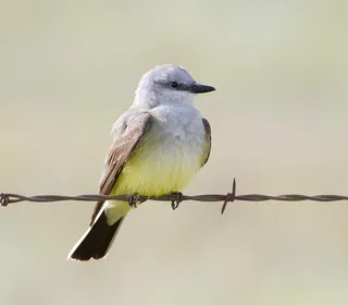 Photo 4/30 of Eastern Kingbird (Tyrannus tyrannus)