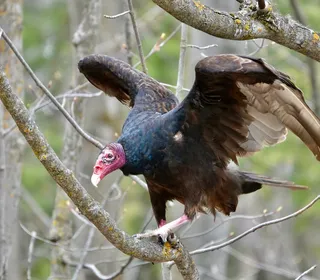Photo 2/6 of Turkey Vulture (Cathartes aura)