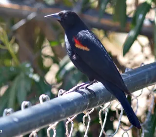 Photo 8/19 of Red-winged Blackbird (Agelaius phoeniceus)