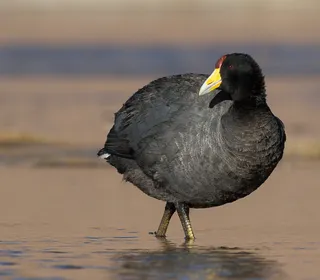 Photo 2/6 of American Coot (Fulica americana)