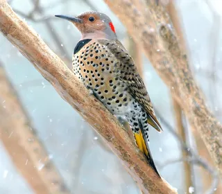 Photo 1/12 of Northern Flicker (Colaptes auratus)