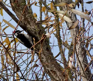 Photo 5/13 of Hairy Woodpecker (Dryobates villosus)