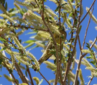 Photo 6/10 of Yellow-rumped Warbler (Setophaga coronata)