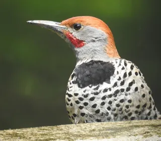Photo 6/12 of Northern Flicker (Colaptes auratus)