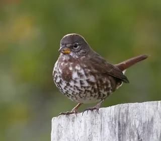 Photo 8/20 of Fox Sparrow (Passerella iliaca)