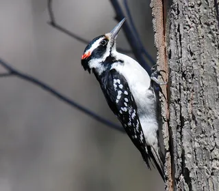 Photo 1/13 of Hairy Woodpecker (Dryobates villosus)