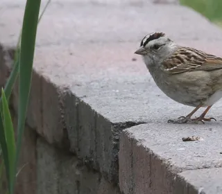 Photo 3/4 of White-throated Sparrow (Zonotrichia albicollis)