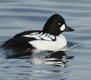 Photo 3/7 of Common Goldeneye (Bucephala clangula)