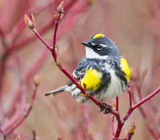 Photo 1/10 of Yellow-rumped Warbler (Setophaga coronata)