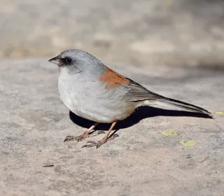 Photo 6/23 of Dark-eyed Junco (Junco hyemalis)
