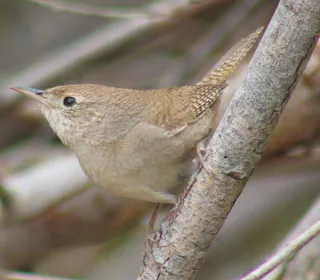 Photo 7/28 of Northern House Wren (Troglodytes aedon)