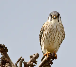 Photo 6/16 of American Kestrel (Falco sparverius)