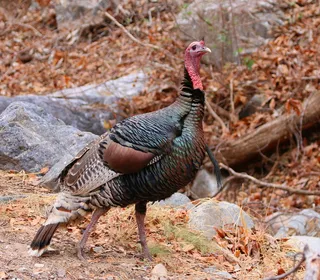 Photo 5/8 of Wild Turkey (Meleagris gallopavo)