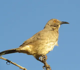 Photo 3/6 of Curve-billed Thrasher (Toxostoma curvirostre)