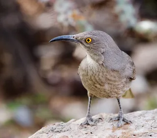 Photo 2/6 of Curve-billed Thrasher (Toxostoma curvirostre)