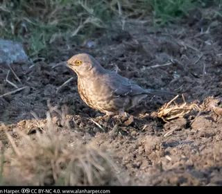 Photo 6/6 of Curve-billed Thrasher (Toxostoma curvirostre)