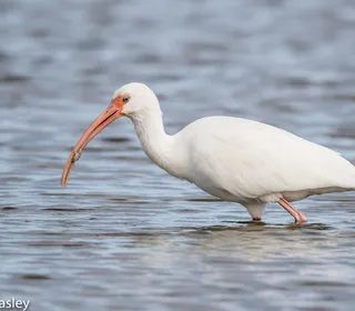 Photo 1/4 of White Ibis (Eudocimus albus)