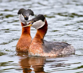 Photo 1/3 of Red-necked Grebe (Podiceps grisegena)