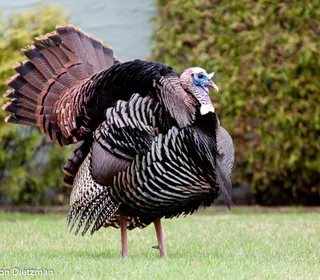 Photo 2/8 of Wild Turkey (Meleagris gallopavo)