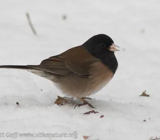 Photo 7/23 of Dark-eyed Junco (Junco hyemalis)