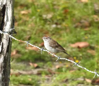 Photo 4/4 of Chipping Sparrow (Spizella passerina)