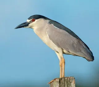 Photo 6/19 of Black-crowned Night Heron (Nycticorax nycticorax)