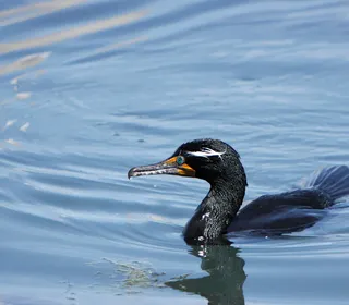 Photo 4/7 of Double-crested Cormorant (Nannopterum auritum)