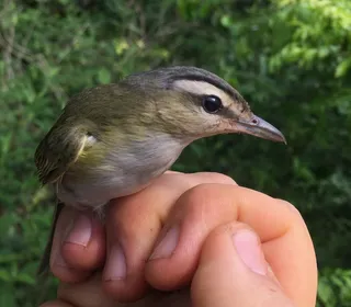 Photo 4/4 of Red-eyed Vireo (Vireo olivaceus)