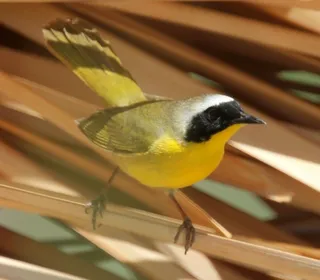 Photo 7/13 of Common Yellowthroat (Geothlypis trichas)