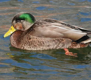 Photo 7/30 of Mallard (Anas platyrhynchos)