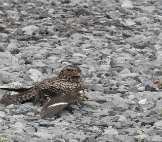 Photo 5/5 of Common Nighthawk (Chordeiles minor)