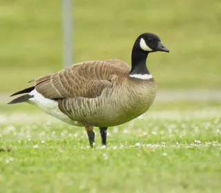 Photo 5/18 of Canada Goose (Branta canadensis)