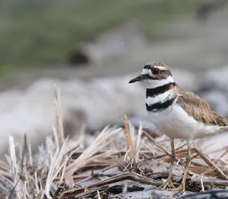 Photo 2/4 of Killdeer (Charadrius vociferus)