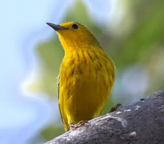 Photo 16/28 of Yellow Warbler (Setophaga petechia)