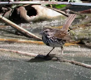 Photo 15/26 of Song Sparrow (Melospiza melodia)