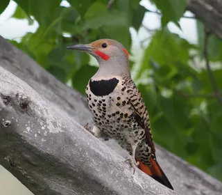 Photo 4/12 of Northern Flicker (Colaptes auratus)