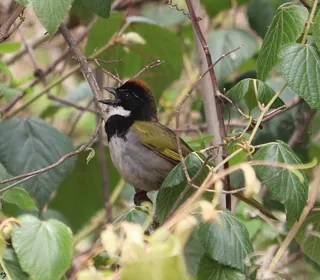 Photo 4/17 of Spotted Towhee (Pipilo maculatus)