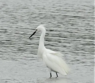 Photo 6/6 of Snowy Egret (Egretta thula)