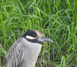 Photo 4/7 of Yellow-crowned Night Heron (Nyctanassa violacea)