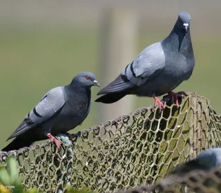 Photo 3/11 of Rock Pigeon (Columba livia)