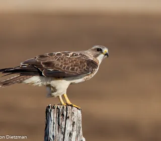 Photo 1/1 of Swainson's Hawk (Buteo swainsoni)