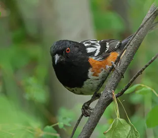 Photo 11/17 of Spotted Towhee (Pipilo maculatus)