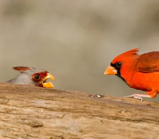 Photo 1/14 of Northern Cardinal (Cardinalis cardinalis)