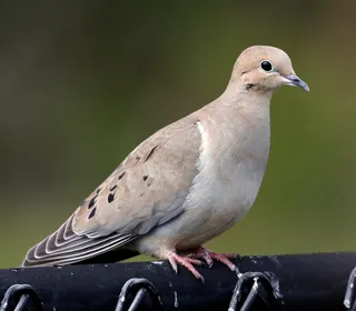 Photo 1/5 of Mourning Dove (Zenaida macroura)