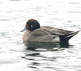 Photo 6/8 of American Wigeon (Mareca americana)