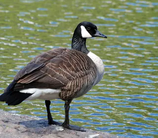 Photo 17/18 of Canada Goose (Branta canadensis)
