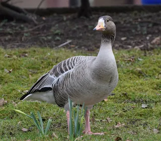 Photo 12/15 of Greater White-fronted Goose (Anser albifrons)