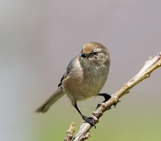 Photo 7/10 of Bushtit (Psaltriparus minimus)