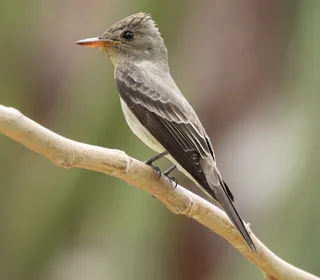 Photo 3/5 of Western Wood-Pewee (Contopus sordidulus)